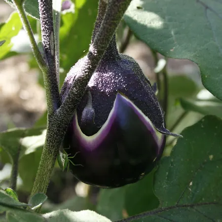 Hotel Borgo Di Campagna Hotel 3*